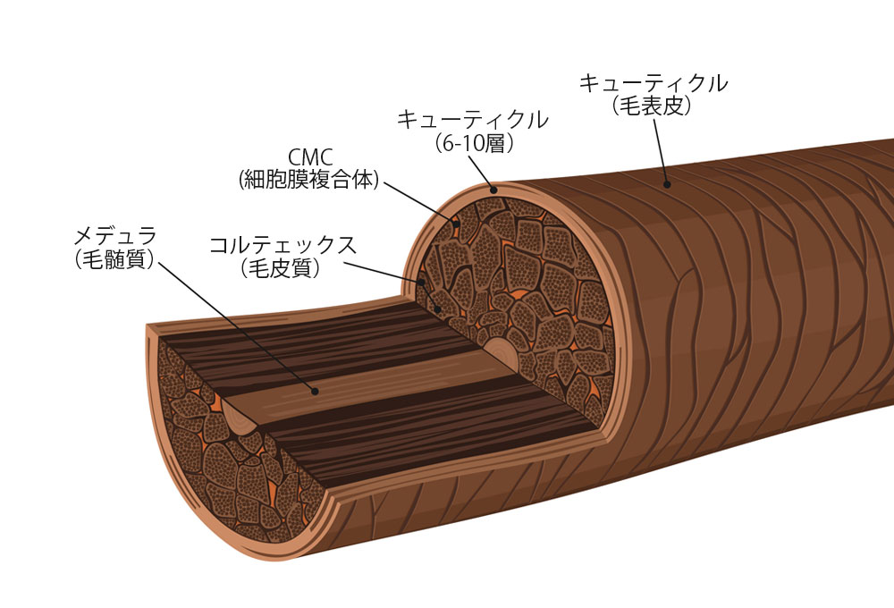 はがれてしまった 髪のキューティクル を復活させるには Care Pro ケアプロ トリートメント浸透促進器