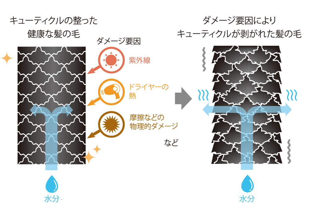 はがれてしまった 髪のキューティクル を復活させるには Care Pro ケアプロ トリートメント浸透促進器